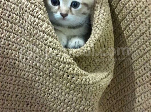 Scottishfold görsel